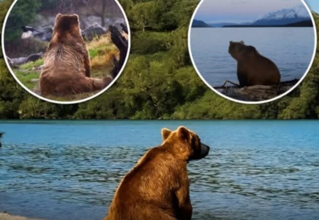 Bears Sitting and Vibing: Stunning Secrets of Nature’s Best Zen Masters