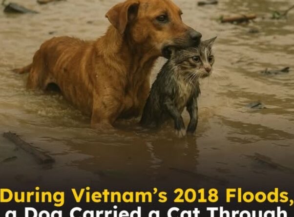 Dog Rescuer Hero: Stunning Loyalty in Flooded Quảng Bình